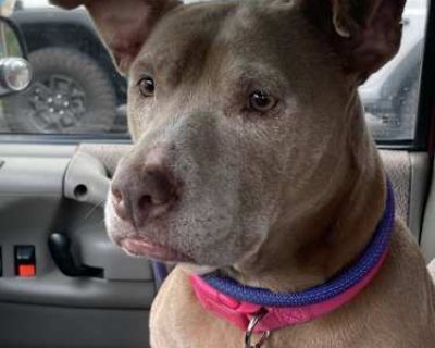 Tilda - Pit Bull Terrier Female Dog for Adoption