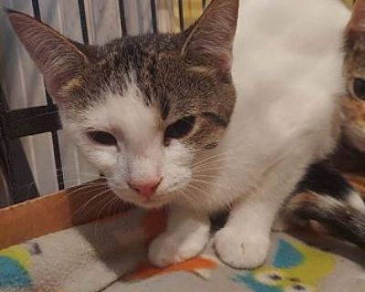 Sprigatito - Domestic Shorthair Male Cat for Adoption