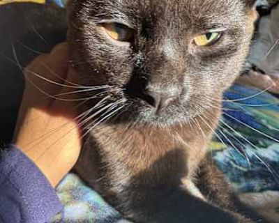 Good with kids Good with dogs Good with cats. Breed Havana Brown Color Brown or Chocolate Age Young Sex Male Pet ID 7813380 Hair Length short