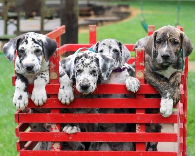 Great Dane Puppies: Perfect Family Pets Looking for a Loving Home