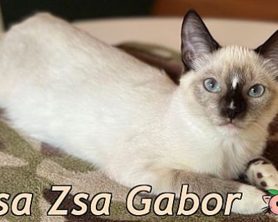 Zsa Zsa Gabor - Siamese Female Cat for Adoption