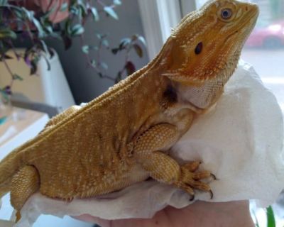 ADULT BEARDED DRAGONS