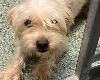 Hi, I'm Norwin! I'm a super sweet and super cute maltese mix. The nice folks at RDR will update my profile when they learn more about me. I cannot wait to find a forever home where I can share all the love I've got to give. Please visit our website www.ruraldogrescue.com to learn more about this amazing dog and to see other dogs available for adoption!. Young Male Small Yellow / Tan / Blond / Fawn