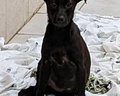 Bonnie - Labrador Retriever Female Dog for Adoption