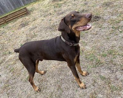 Nyx - Doberman Pinscher Male Dog for Adoption