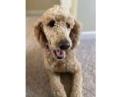 Adopt Molly a Standard Poodle