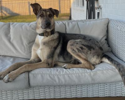 Maverick-In Foster - Great Dane & German Shepherd Dog Mix Male Dog for Adoption