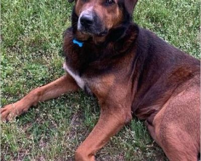 Whiskey - Male Puppy German Shepherd mix for Adoption