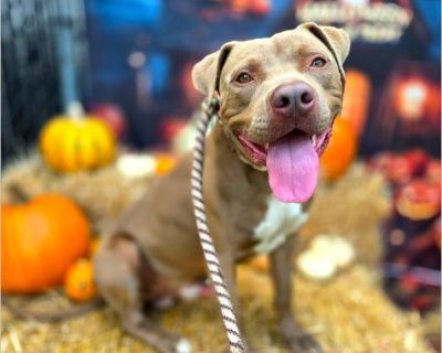 HI! My Name Is Zeus Pet ID: #A750866 Intake Date: 10/15/2025 Gender: Male Age: 2 Years Old Breed: Pit Bull Mix Found At: 6300 Myrtle Ave, Long Beach, CA 90805 If you or someone you know can help please contact the shelter at 562.570.3080 or [email protected] Location: Long Beach Animal Care Services Address: 7700 East Spring St. Long Beach, CA 90815 Email: [email protected] Phone: (562) 570-308...