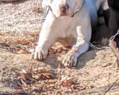 Pinto - American Pit Bull Terrier Male Dog for Adoption