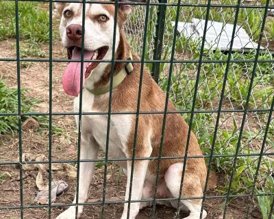 Dug - Husky Mix Male Dog for Adoption