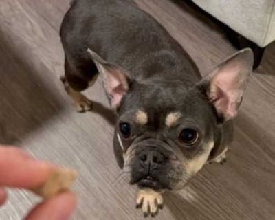 Lovelie - French Bulldog Female Dog for Adoption