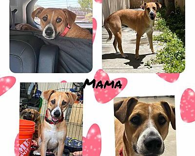 mama - Boxer Female Dog for Adoption