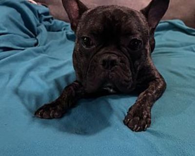 Chevy - French Bulldog Male Dog for Adoption