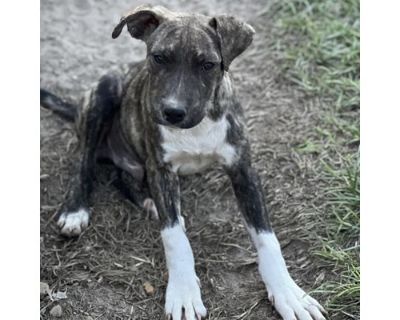 Cory - American Pit Bull Terrier Male Puppy for Adoption