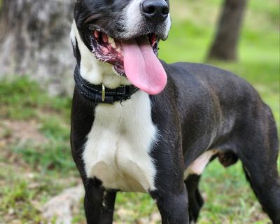 Light - Pit Bull Terrier Male Dog for Adoption