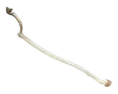 Late 20th Century Folk Art Cane, Scepter or Staff of Office With Horse Head and Hoof