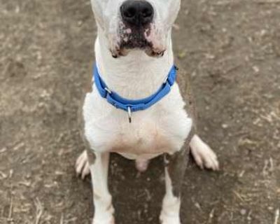 Sir Zeus - Great Dane/Hound (Unknown Type) Mix Male Dog for Adoption
