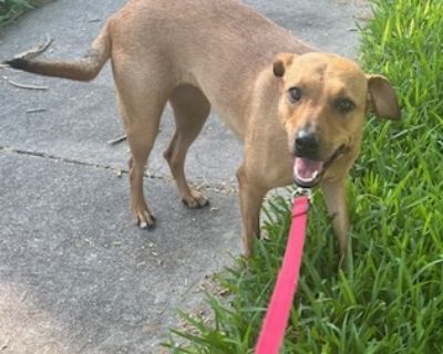 Greta - Hound & Rat Terrier Mix Female Dog for Adoption