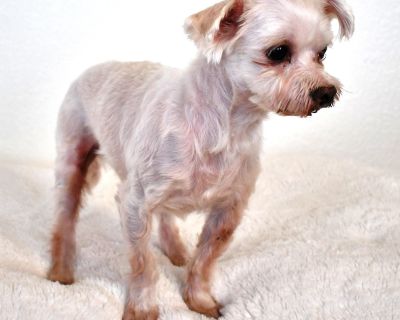 Meet Bentley, Porscha, and Rico These three little ones just came to us from a domestic situation. For everyone s safety, it was best that they find new homes and now they re safe and starting their new chapter. They do not need to be adopted together, but they certainly could if you ve got the space and heart for it. ? Bentley 9-year-old Maltese, about 5 6 lbs. Sweet, gentle, and in desperate ...