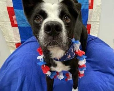 Noel - Border Collie/Boston Terrier Mix Male Dog for Adoption