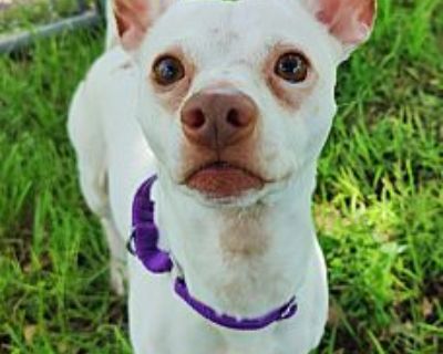 Roshi - Chihuahua/Mixed Breed (Medium) Mix Male Dog for Adoption