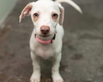 Cosmos - Chihuahua & Terrier Mix Male Puppy for Adoption