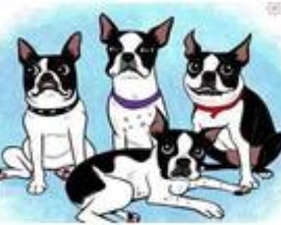 Adopt Foster Homes a Brindle - with White Boston Terrier / Mixed dog in various