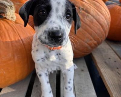 Mulder - Australian Cattle Dog / Blue Heeler & Jack Russell Terrier Mix Male Puppy for Adoption