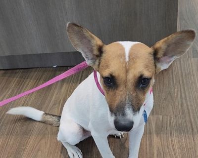 Nina - Jack Russell Terrier Mix Female Dog for Adoption