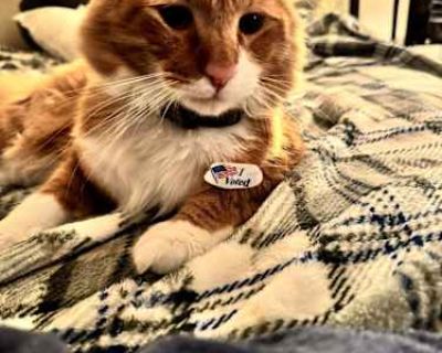 Richard - Tabby Male Cat for Adoption