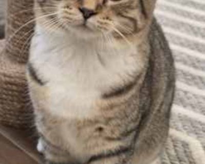 dob 6/16/25. Purebred Spayed / Neutered. Breed Domestic Shorthair Color Age Kitten Sex Female Pet ID 22057165 Hair Length