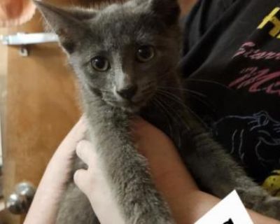 Luca - Russian Blue Male Kitten For Sale