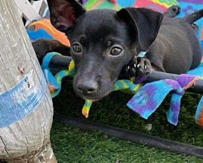 Avery - Chihuahua Male Puppy for Adoption