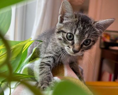 Biscuit Butter - Domestic Short Hair & Tabby Mix Female Cat for Adoption