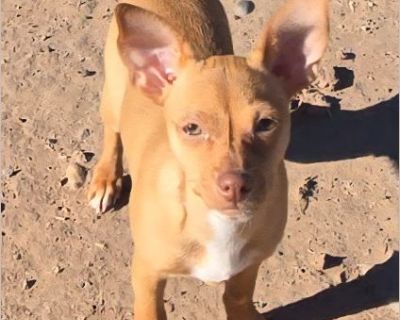 **Please scroll down and read the entire bio before emailing with questions. We will not respond to emails that ask questions already in the bio of the pet or generic questions of 'how old is it?', 'can I get more information?', 'oh it's so cute', etc. You must fill out an application in order to schedule an appointment. Here is a link to our online application https://almosthomenm.rescueivey.c...