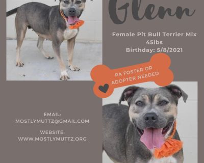 Glenn - Pit Bull Terrier Mix Female Dog for Adoption