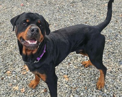 ? Meet Avocado A Gentle Giant Ready for Love! ? Avocado is a 4-year-old Rottweiler with a big heart and an even bigger capacity for love. ? He came to us after being neglected in a home with 16 other dogs, but despite his rough past, he has shown nothing but kindness, joy, and strength. "Cado" seems to get along with female dogs, but does not like males. A meet and greet will be required. All a...
