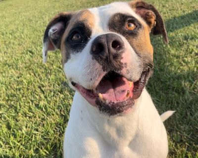 Buddy Joe - Boxer Mix Male Dog for Adoption