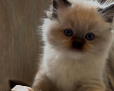 Apricot Dumpling - Ragdoll Female Kitten For Sale