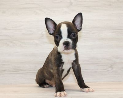 Sweet Boston Terrier Puppy Ready For A New Home