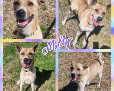 Molly - Akita/German Shepherd Dog Mix Female Dog for Adoption