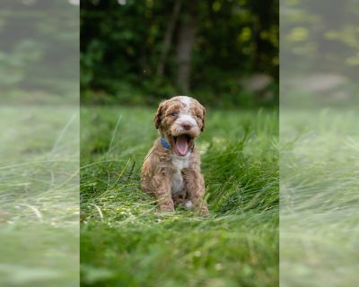 Little Blue - Double Doodle Male Puppy for Sale