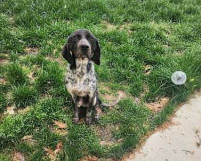 Dash - German Shorthaired Pointer Male Dog for Adoption