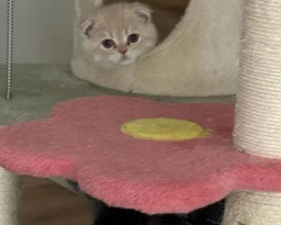 Reine Babies - Scottish Fold Male Kitten For Sale