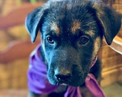 Patsy Cline - German Shepherd Dog/Labrador Retriever Mix Female Puppy for Adoption