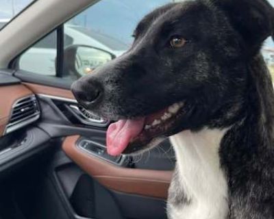 Dahlia - Mountain Cur/Collie Mix Female Puppy for Adoption