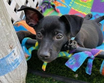 Avery - Chihuahua Male Puppy for Adoption