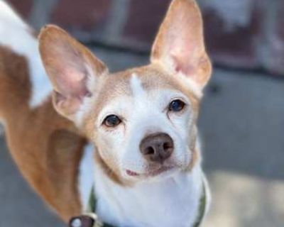 Frodo - Smooth Fox Terrier/Rat Terrier Mix Male Dog for Adoption