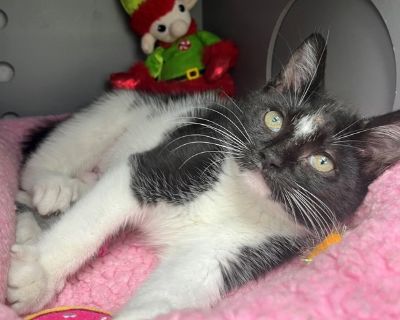 Skunk - Domestic Short Hair Mix Female Cat for Adoption